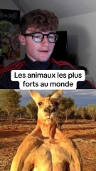 Les animaux les plus forts du monde #animaux #classement #quiz