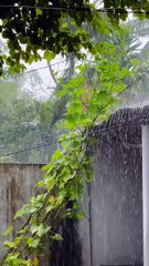 Beautiful rainy day status l rain status l monsoon l barish whatsapp status