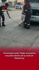 🐍 Una mujer abrió su auto y jamás imaginó lo que encontraría: una serpiente pitón estaba escondida dentro del vehículo.