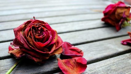 Грустная песня про увядшие розы