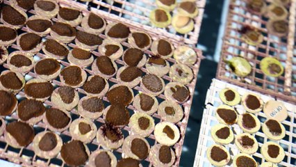 Rob + Holly at Reefhouse Resort and Marina