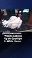 Waddle Gobbles Up the Spotlight in White House