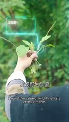 SURVIVING FAMINE WITH A MODERN SYSTEM- Drama FULL MOVIES ENGLISH SUB