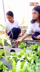 INABIE impulsa huertos escolares para educar en ambiente y alimentación