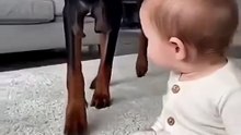 Let the dog baby play with the baby