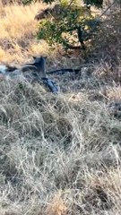 Black Mamba vs Bushy-Tailed Wolves: Who Survives the Wild Showdown?