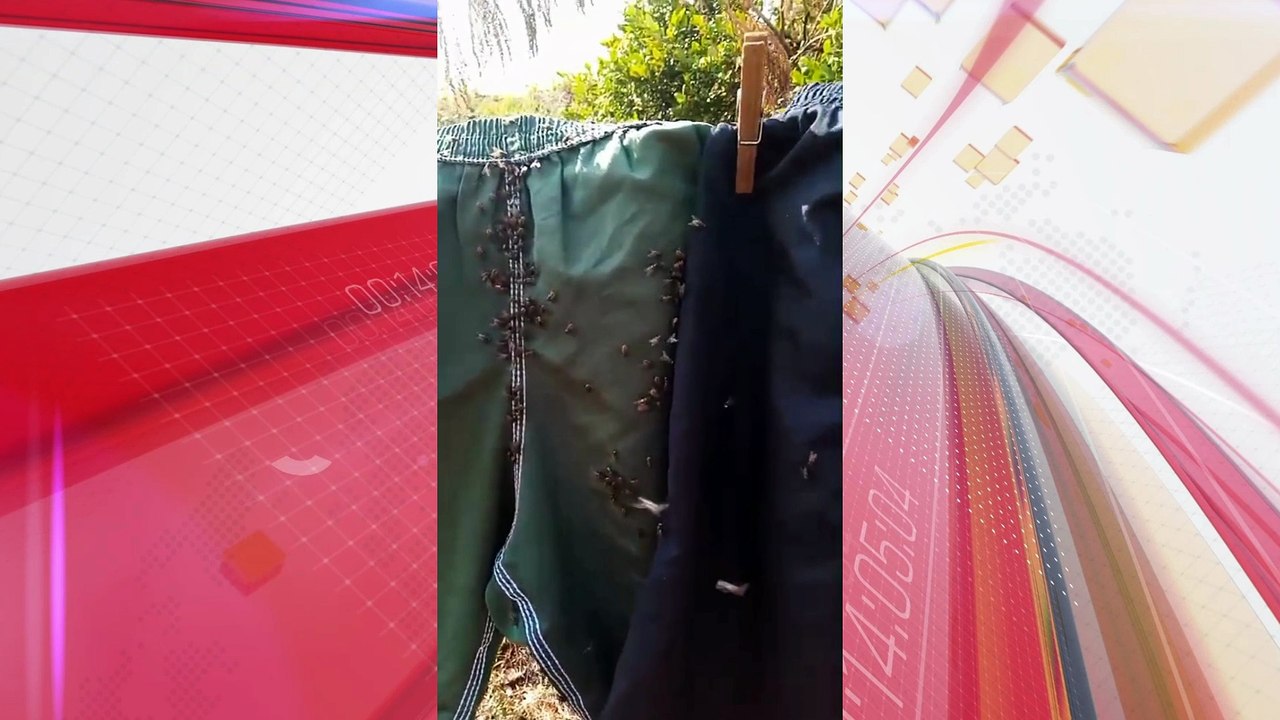 Moradores de Aricanduva denunciam infestação de moscas; veja vídeo