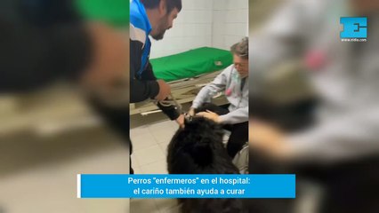 Perros “enfermeros” en el hospital: el cariño también ayuda a curar