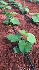 Cucumber plants