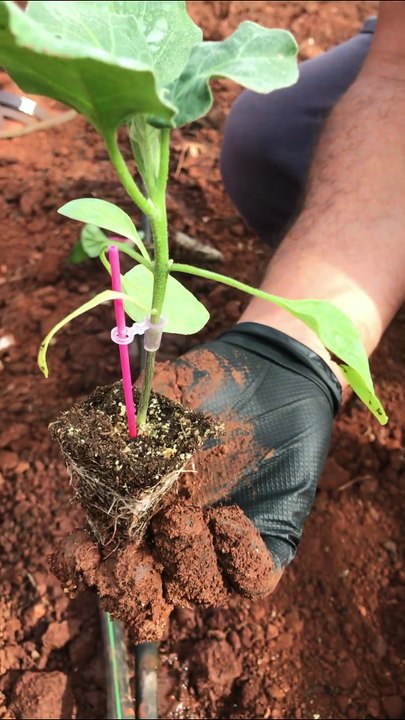 Planting grafted eggplant seedlings