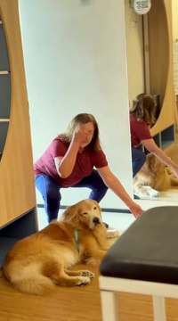 Hank, o cão fisioterapeuta que ajuda pacientes com dores na coluna