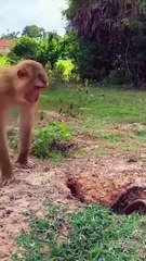 Perfect video SokYaa, OG, Pao & Mom Are Famous Around The World #shorts #anime #trend #edit