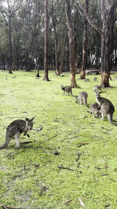 Australian kangaroos 🦘