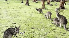 Australian kangaroos 🦘