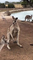 Australian kangaroos 🦘