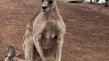 Australian kangaroos 🦘