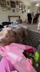Dog Delivers Flower Bouquet