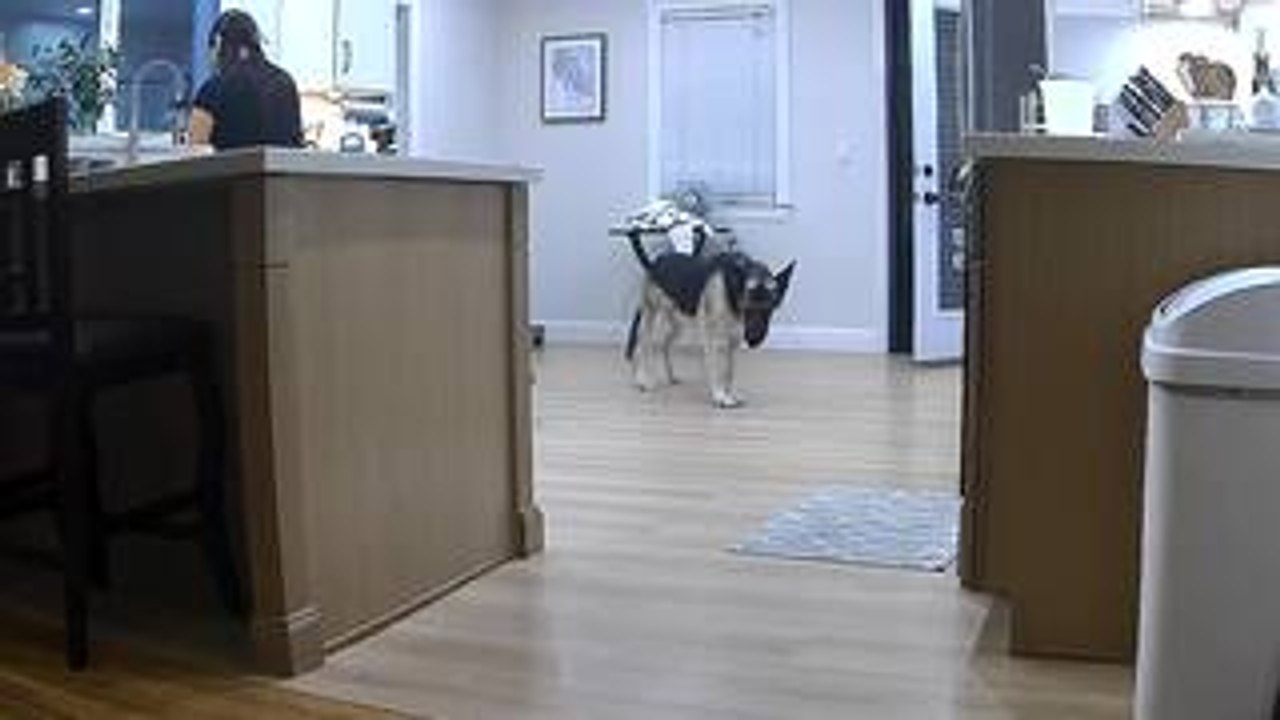 Cat Leaps Over German Shepherd With Effortless Ease