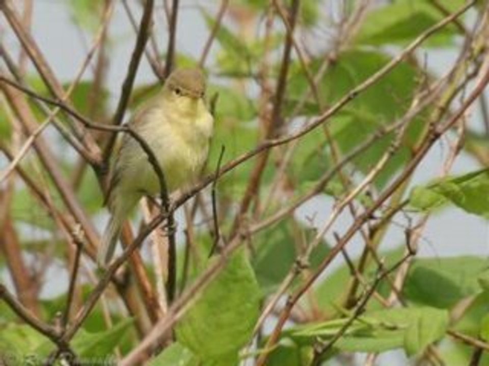 Hypolaïs Polyglotte