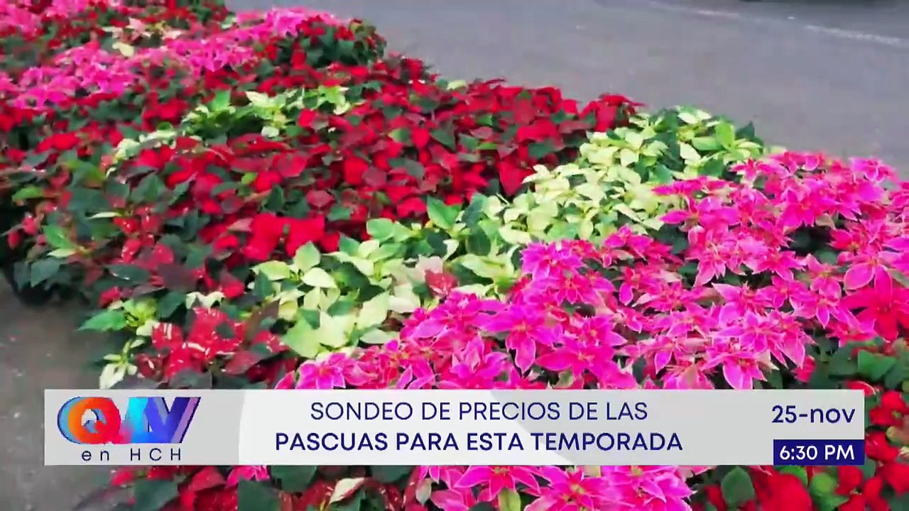 En Vivo (8554)