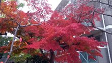 マンションの紅葉