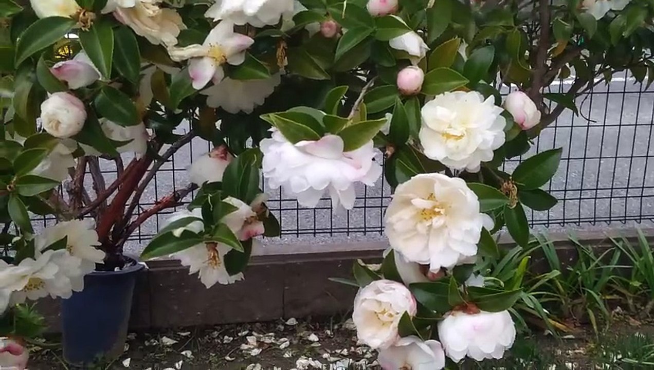 ツバキ