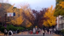大阪大学豊中キャンパスのイチョウの黄葉2025