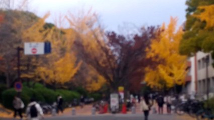 大阪大学豊中キャンパスのイチョウの黄葉2025