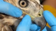 Red-Tailed Hawk Treated For Injury
