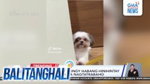 Shih tzu, cute at clingy habang hinihintay ang fur parents na nagtatrabaho | Balitanghali