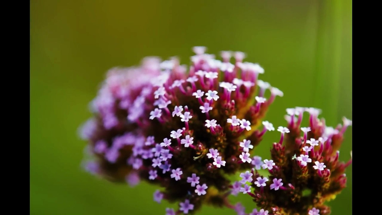 BUGONIA Trailer (2025) Emma Stone, Jesse Plemons