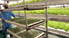 farming_is_science._process_of_growing_fresh_vegetables_by_Korean_scientists.(360p)