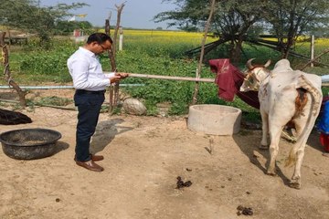 swm: हर गांव तक पहुंचेगा मंगला पशु बीमा, जिले में 28 हजार पशु होंगे सुरक्षित