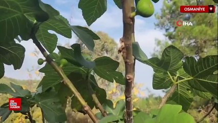 Osmaniye’de mevsimi şaşıran incir ağaçları aralıkta meyve verdi