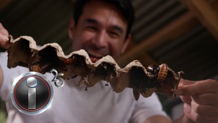 Pag-aalaga at pagpaparami ng ipis, kayang kumita ng hindi bababa sa P50,000 kada buwan? | I-Witness