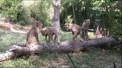 Hoax Proses Syuting National Geographic