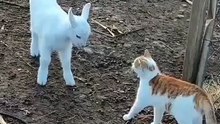 The cat's first reaction to seeing a little lamb.