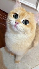 😽 Kitty Says “Nope”… but Still Gives a Cute Little Nose Boop! | Golden Shaded Cat 💛