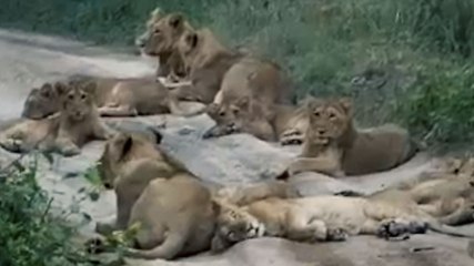 सफारी रूट पर आराम फरमा रहा था शेरों का हुजूम, Video