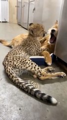 Cheetah cub and rescue pup are best friends at Cincinnati Zoo.