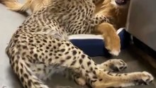Cheetah cub and rescue pup are best friends at Cincinnati Zoo.