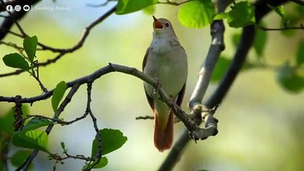 Лечебная Музыка для Снятия Стресса, Усталости, Депресии, Негатива, Детокс негативных эмоций #34