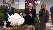 Trump indulta perus do Dia de Ação de Graças Waddle e Gobble na tradição anual
