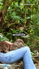Bindi Irwin The Brave Journey Behind Her Smile