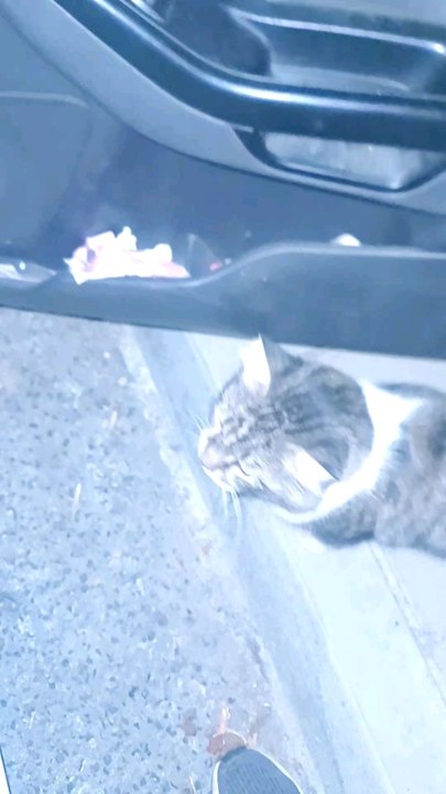 Cats enrich our lives in many ways. They give us comfort, companionship, joy, and a sense of purpose.