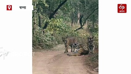 पन्ना टाइगर रिजर्व में रोमंचित हो उठे पर्यटक, एक साथ मस्ती करके दिखे 4 बाघ