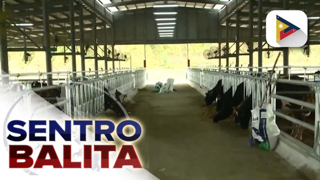 Milk production ng bansa, inaasahang lalakas pa sa tulong ng bagong bukas na National Dairy Authority stock farm sa Nueva Ecija | ulat ni Vel Custodio