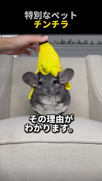 特別なペットチンチラ
