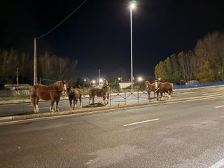 Caballos sueltos frente al Reino de León