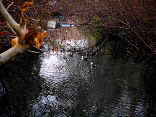 Mevsimin doğaya yansıması: “Savur”da renk cümbüşü